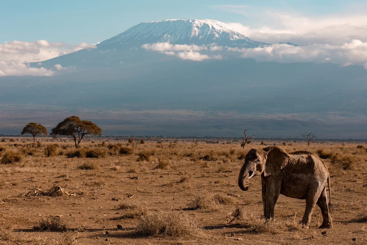 Amboseli National Park: The Ultimate Safari Destination in Kenya