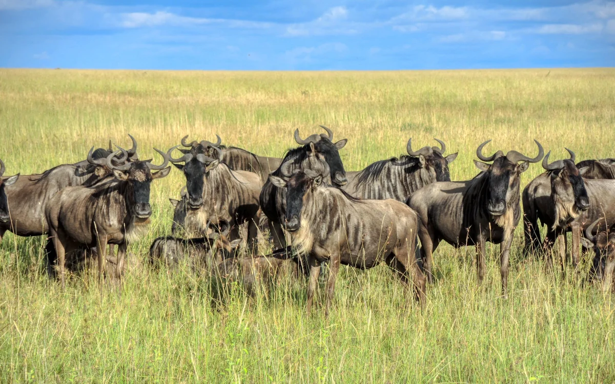 4-Day Maasai Mara Big Five Safari