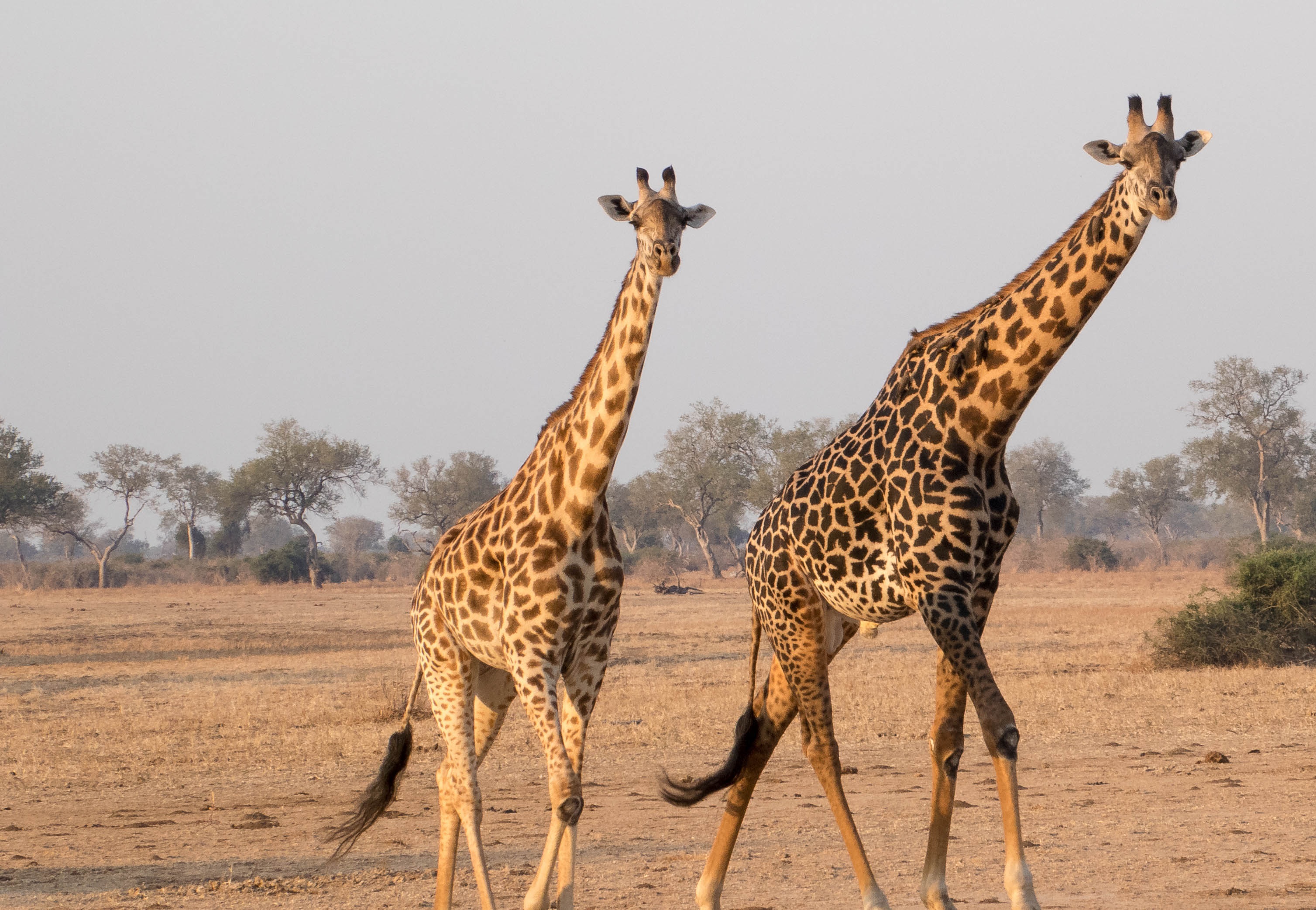 Reticulated Giraffe