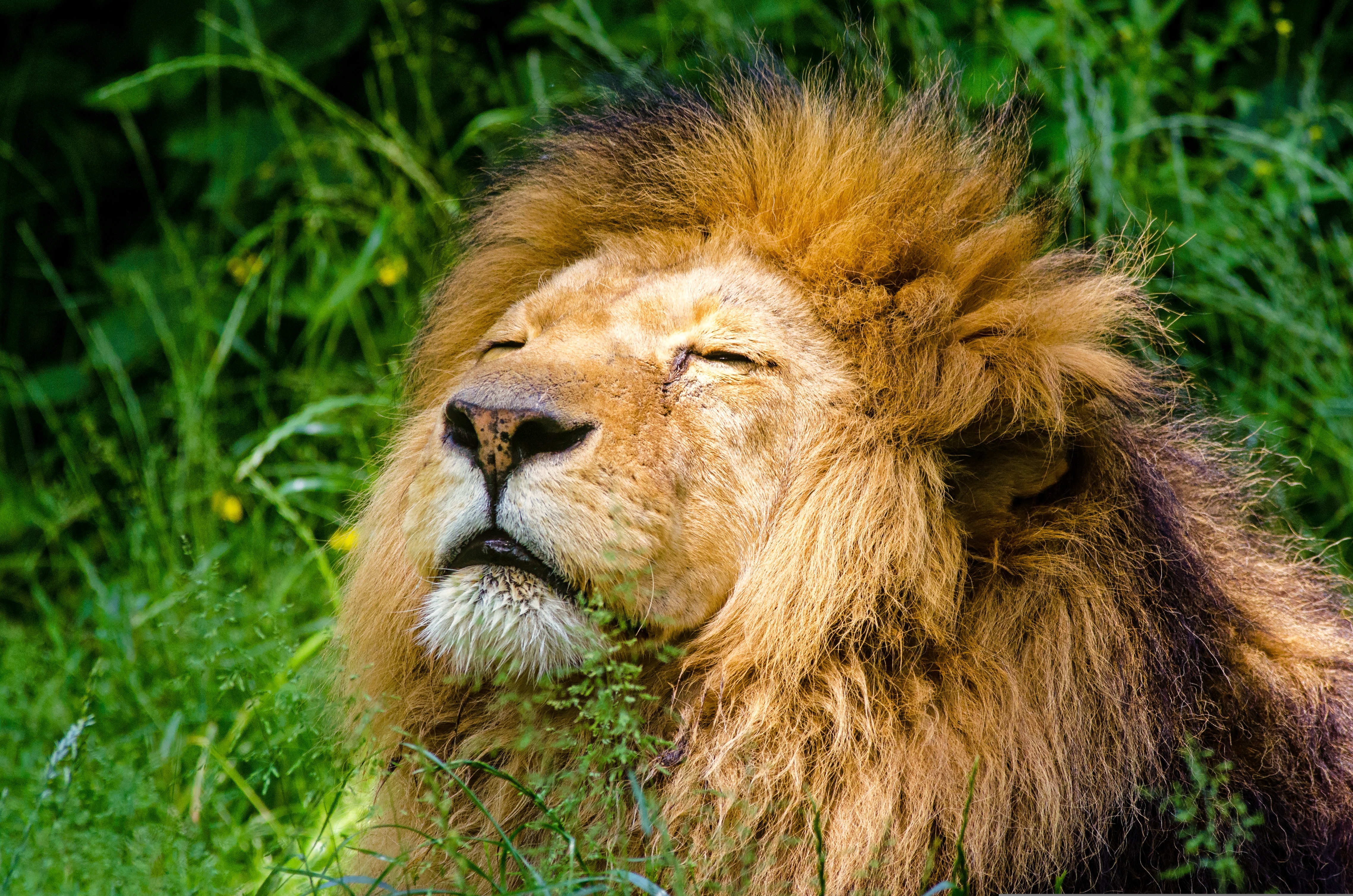Lion — King of the Savanna