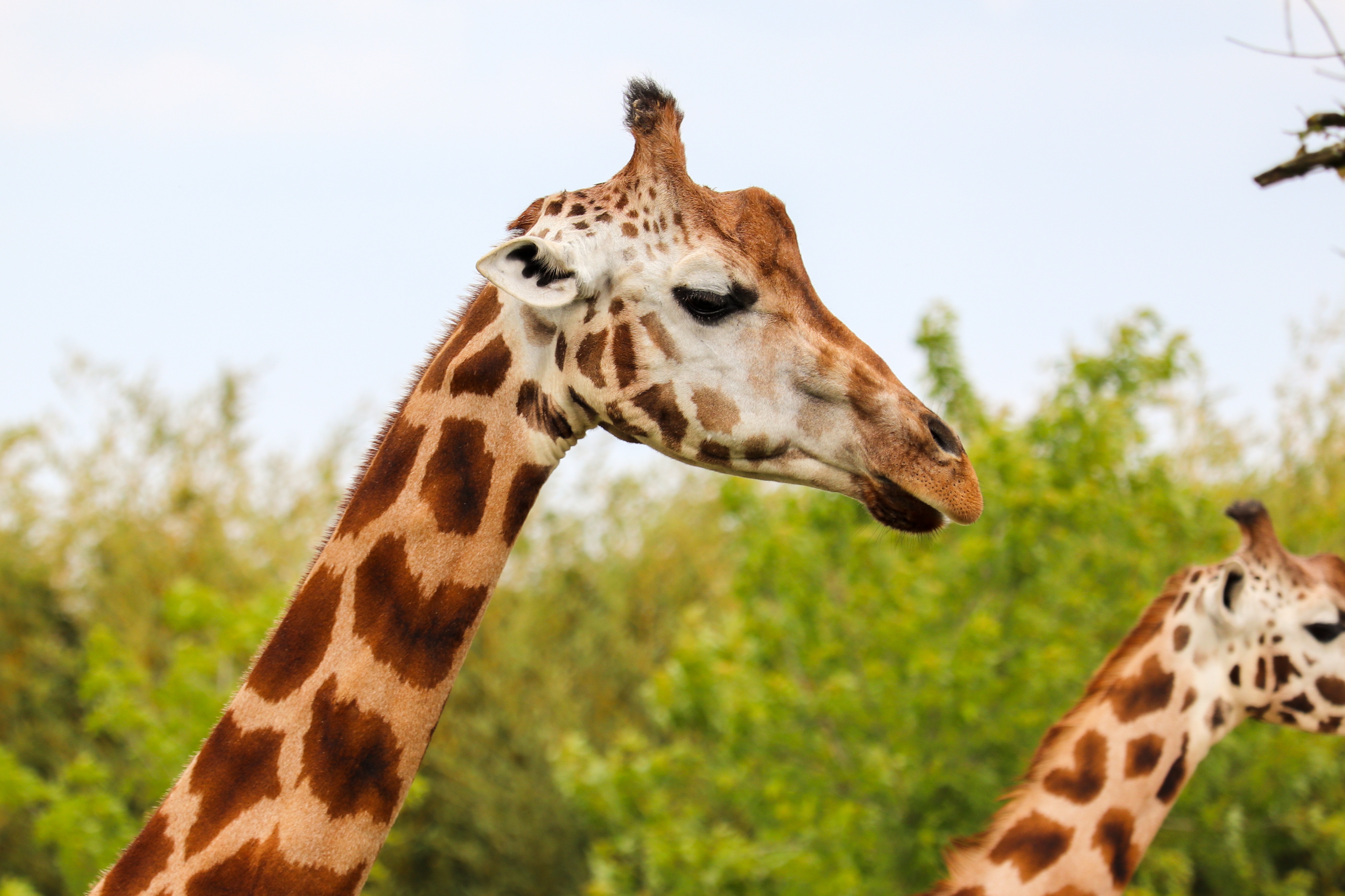 Masai Giraffe