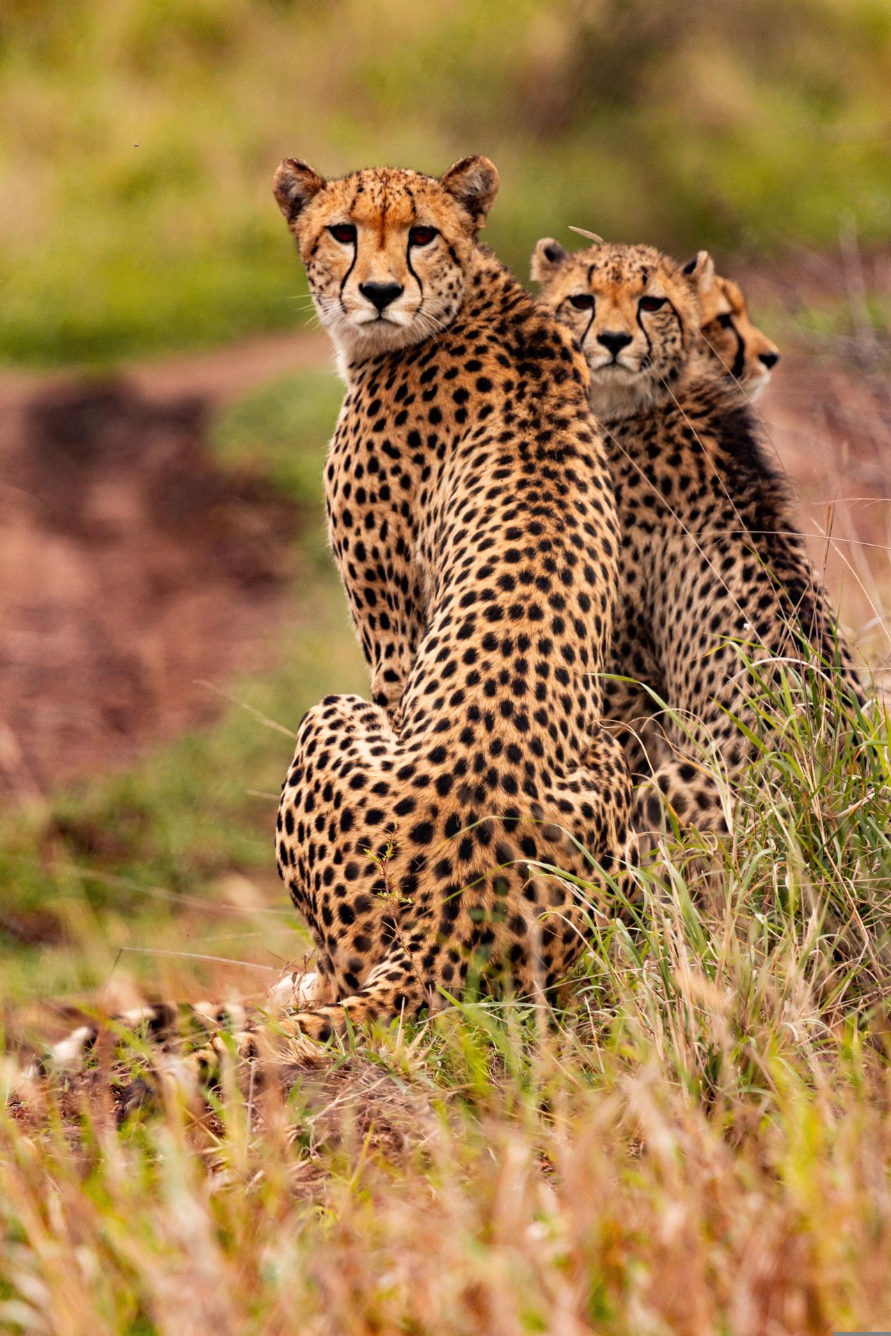Cheetah