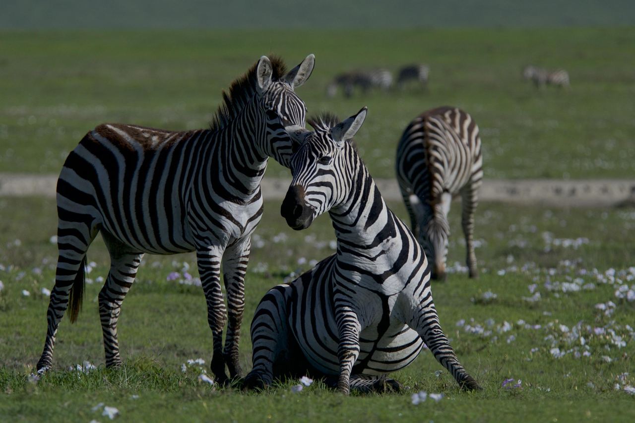 Grevy's Zebra