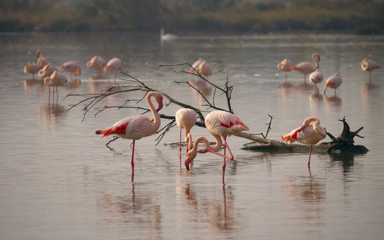 Lesser Flamingo