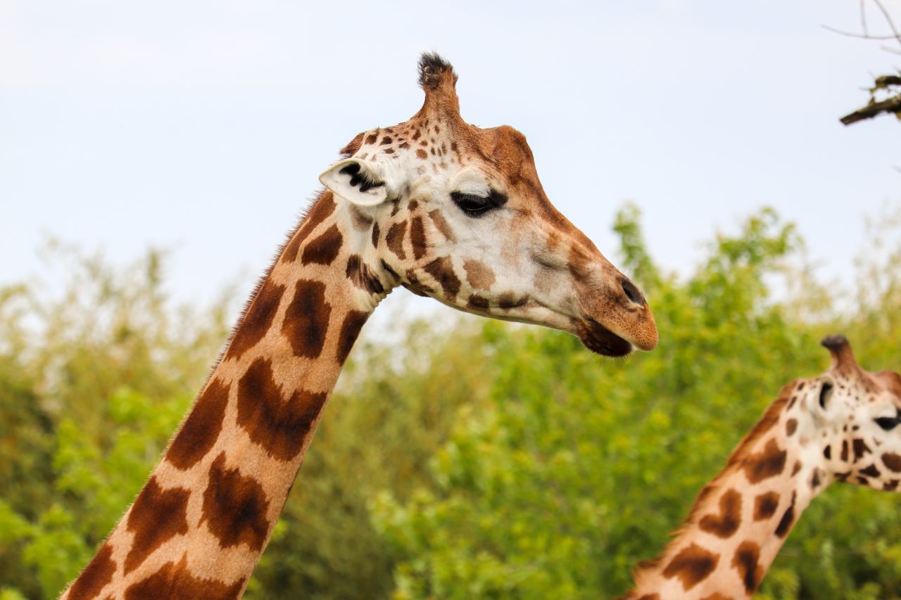 Masai Giraffe