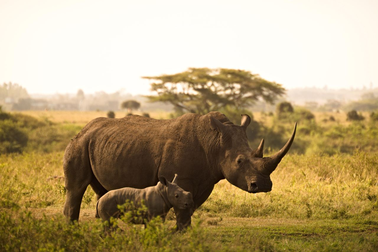 Black Rhinoceros