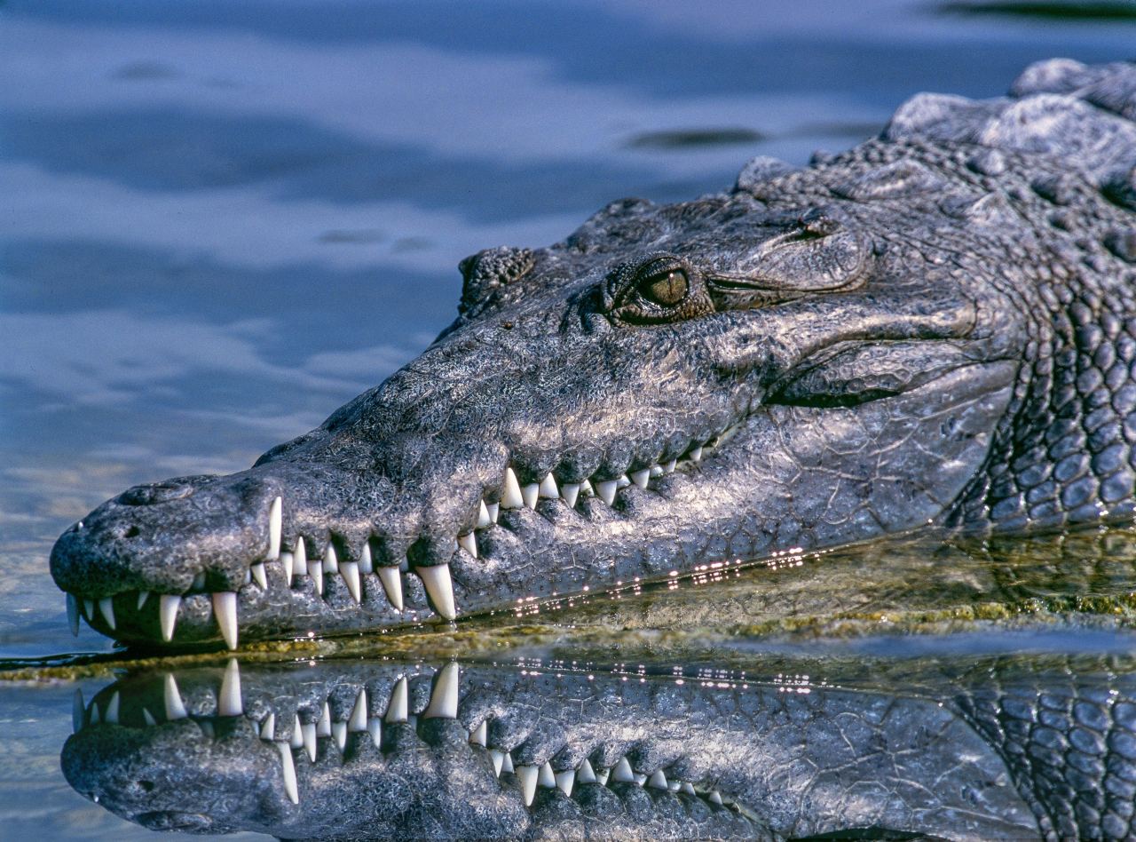 Nile Crocodile