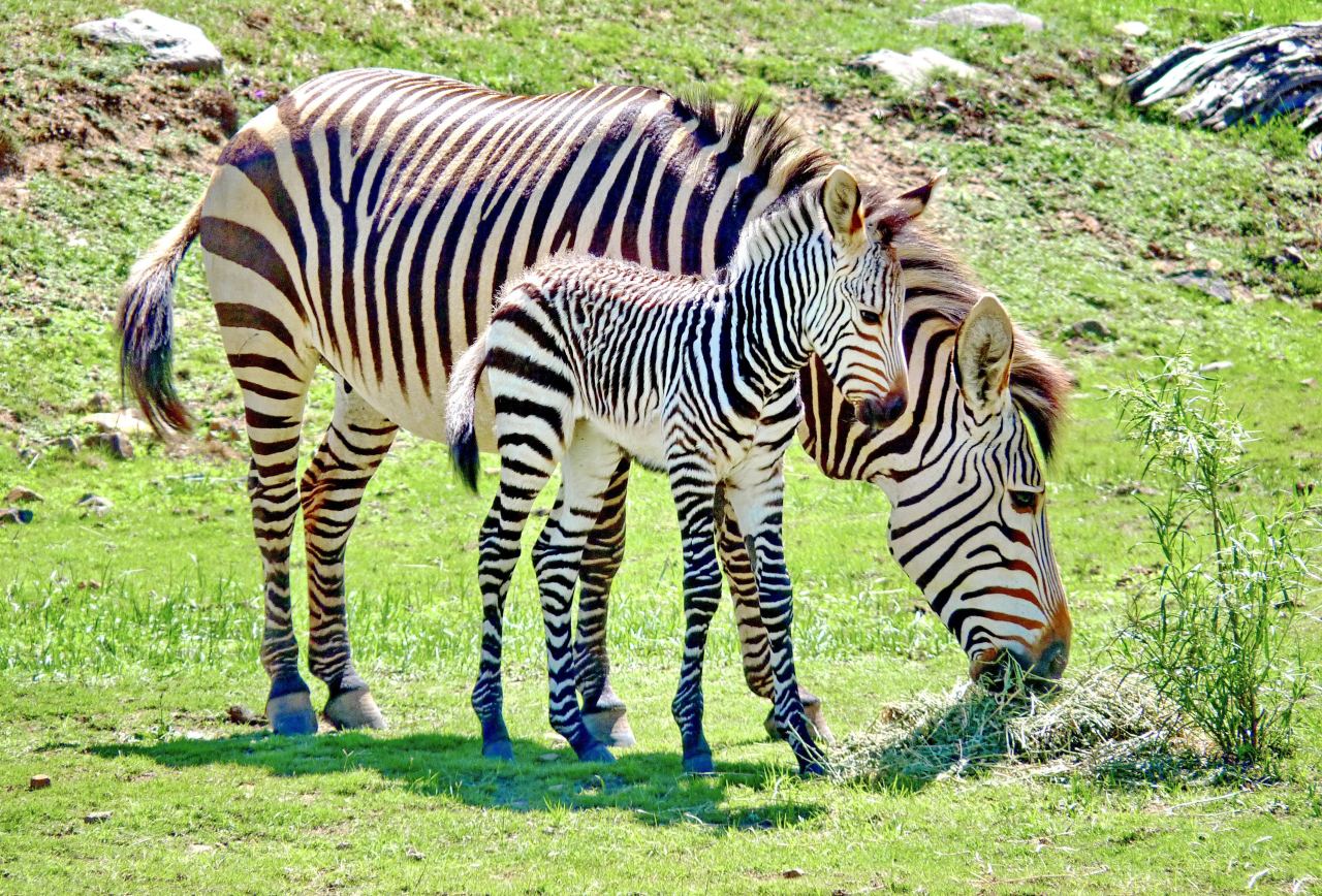 Zebra & Foal