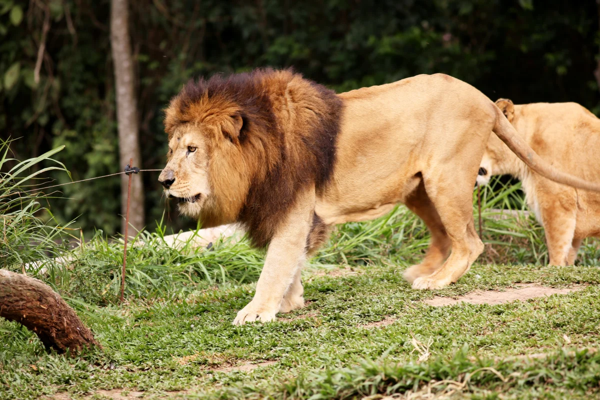 The Big Five: A First-Timer's Complete Guide