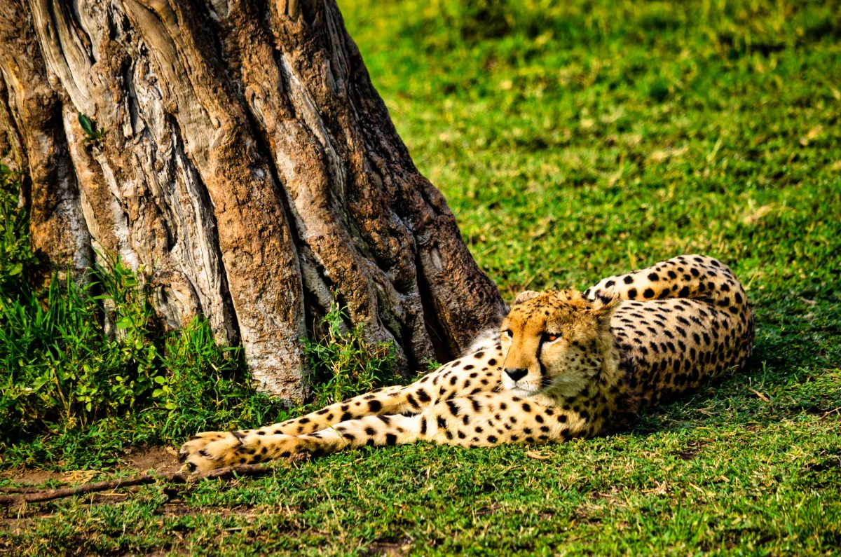 Kenya Safari Packing List: What to Bring (and What to Leave Behind)