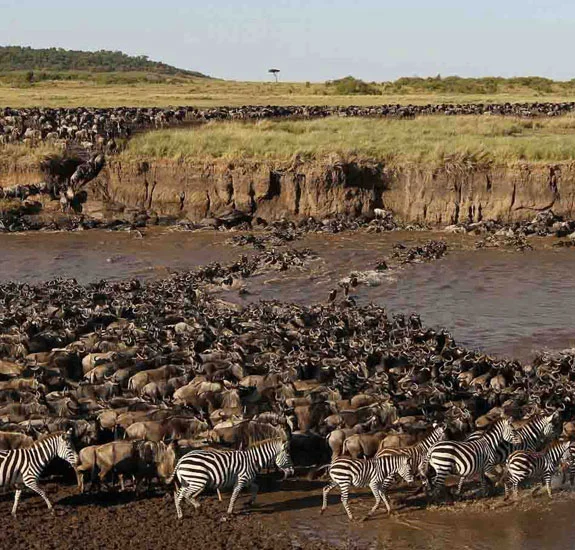 Kenya Safari Cost: How Much Does a Safari in Kenya Cost in 2026?