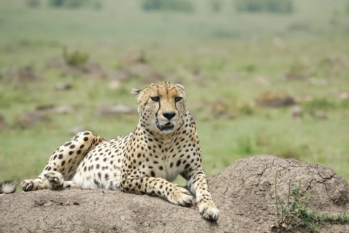 Maasai Mara