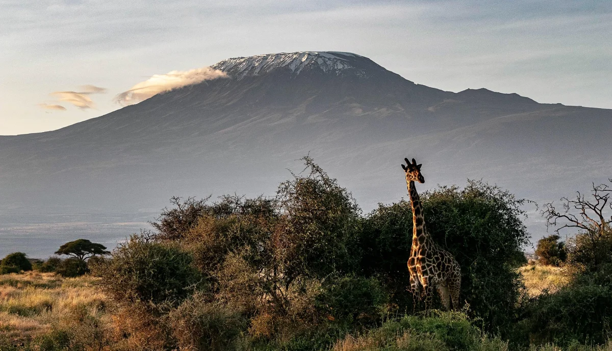 Kilimanjaro