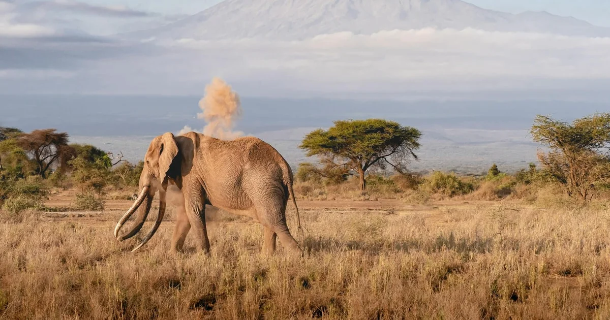 Amboseli National Park