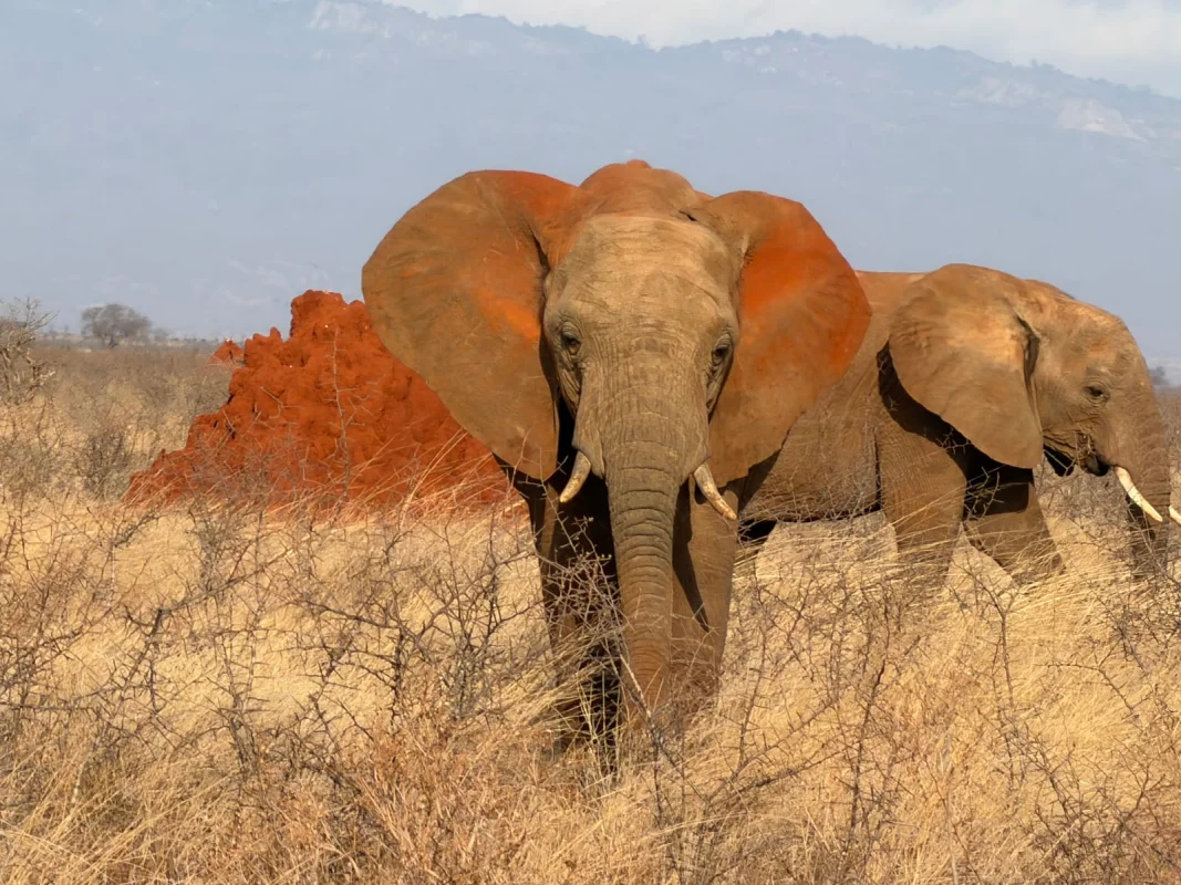 Tsavo East National Park